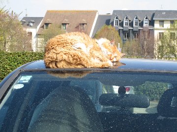 Cat asleep on a car