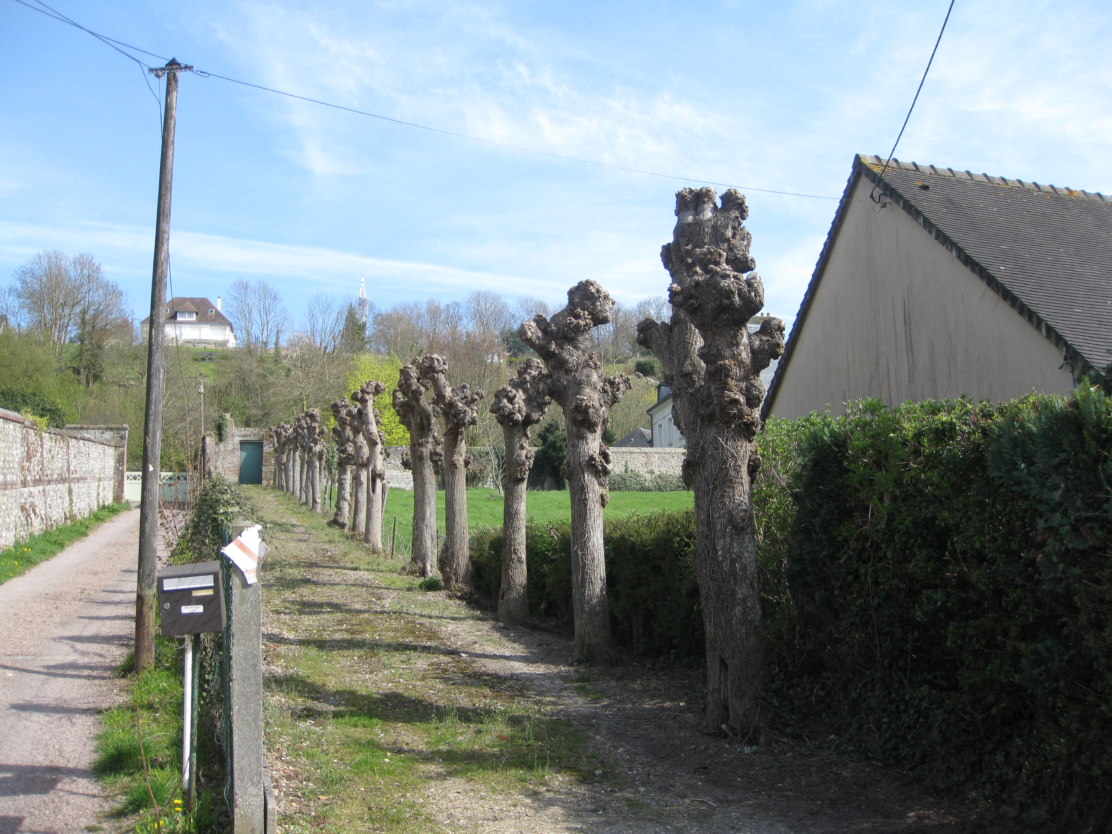 Interesting way to trim trees.
