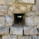 IMG_4318